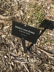 Eragrostis elliottii