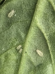 Capitophorus hippophaes