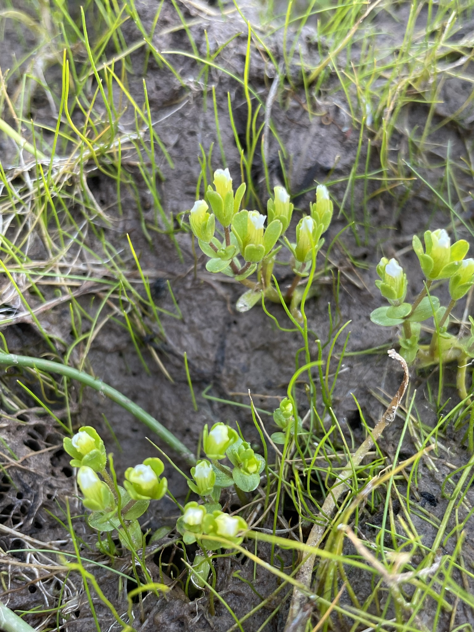 Gratiola heterosepala
