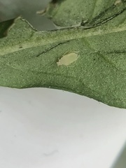 Capitophorus hippophaes