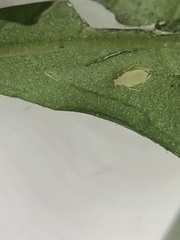 Capitophorus hippophaes