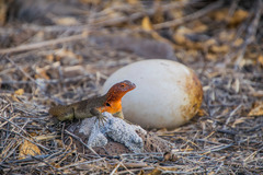 Microlophus delanonis