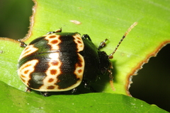 Platyphora fulvicornis