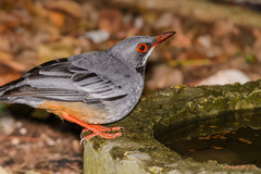 Turdus plumbeus