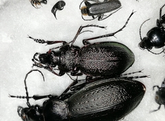 Carabus henningi
