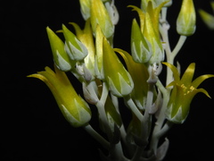Dudleya verityi