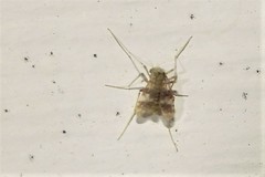 Psectrotanypus dyari