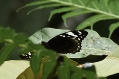Lexias satrapes