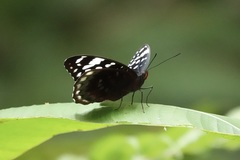 Lexias satrapes