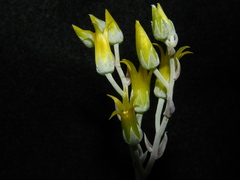 Dudleya verityi