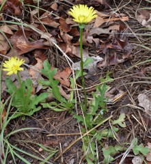 Pyrrhopappus grandiflorus