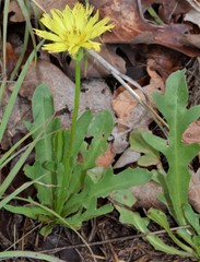 Pyrrhopappus grandiflorus