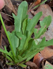 Pyrrhopappus grandiflorus
