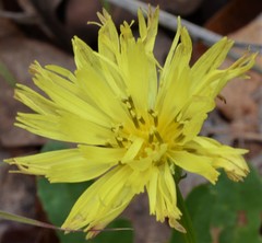 Pyrrhopappus grandiflorus