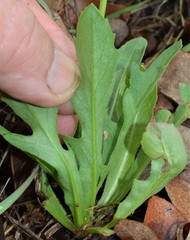 Pyrrhopappus grandiflorus