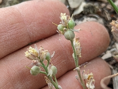 Physaria kingii