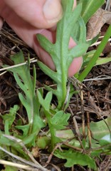 Pyrrhopappus grandiflorus