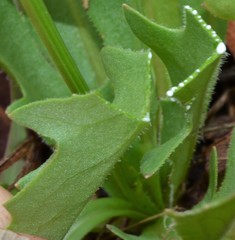 Pyrrhopappus grandiflorus
