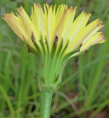 Pyrrhopappus grandiflorus