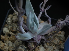 Dudleya verityi