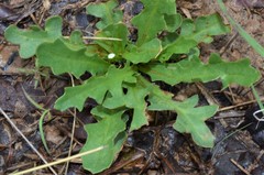 Pyrrhopappus grandiflorus
