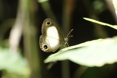 Acrophtalmia yamashitai