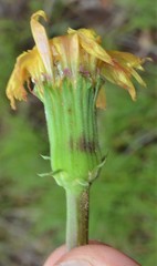 Pyrrhopappus grandiflorus