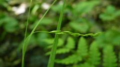 Carex debilis pubera