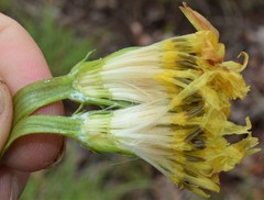 Pyrrhopappus grandiflorus