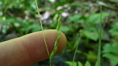 Carex debilis pubera