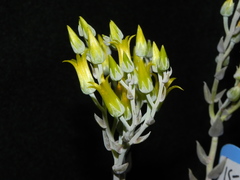 Dudleya verityi
