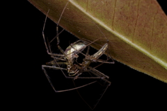 Tetragnatha hawaiensis