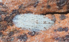 Ledromorpha