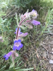 Penstemon gormanii