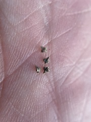 Plagiobothrys tenellus