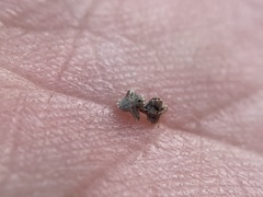 Plagiobothrys tenellus