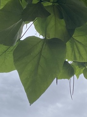 Catalpa