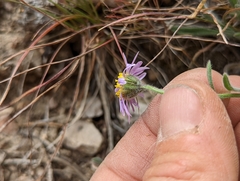 Erigeron clokeyi