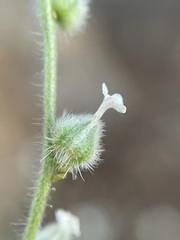 Plagiobothrys tenellus