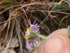 Erigeron clokeyi