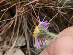 Erigeron clokeyi