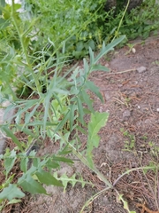 Sisymbrium altissimum