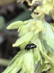 Corimelaena lateralis