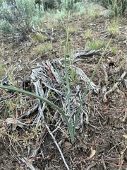 Calochortus macrocarpus