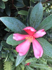 Camellia azalea
