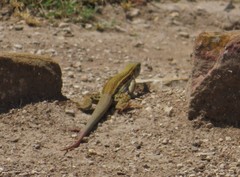 Aspidoscelis motaguae