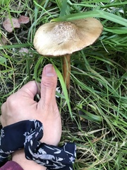 Volvopluteus gloiocephalus