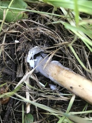 Volvopluteus gloiocephalus