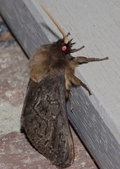 Oxycanus antipoda