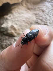 Melanophila consputa